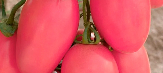 Томат капия розовая. Семена томатов капия. Помидоры казанова. Томат капия. Капия розовая.