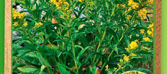 Золотарник канадский золотая розга. Золотарник для здоровья. Золотарник жар птица. Золотарник для здоровья. Золотарник для здоровья.