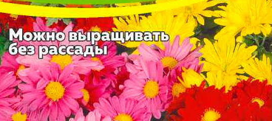 Хризантема многолетняя Корейская смесь, 0,02 г, купить в интернет ...
