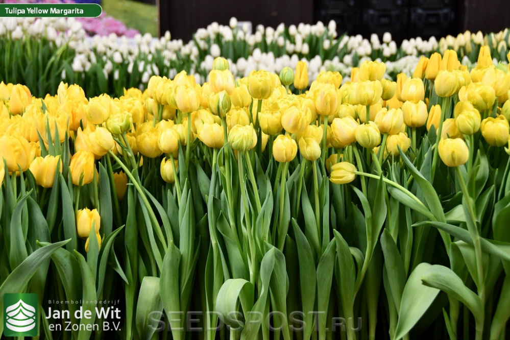 Yellow pomponette тюльпан фото и описание