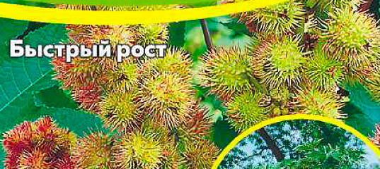 Клещевина обыкновенная, 3 шт., купить в интернет магазине Seedspost.ru