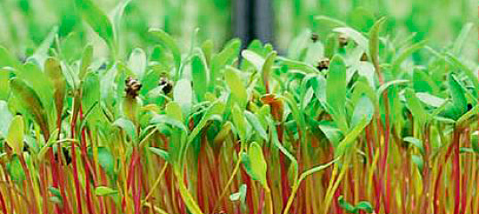 Микрозелень Мангольд, Смесь, 10 г, купить в интернет магазине Seedspost.ru