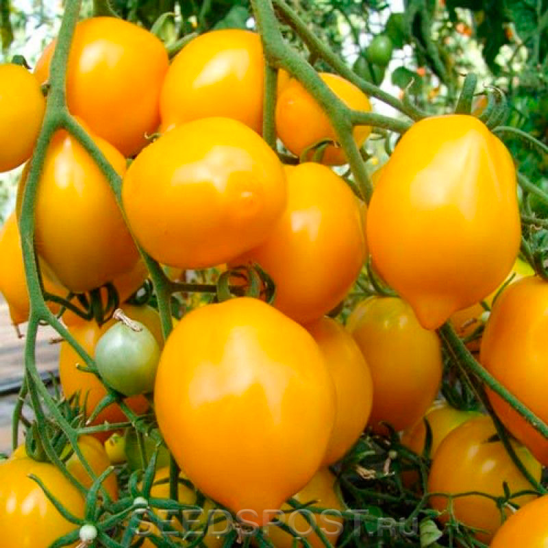 Семена томатов лиана бады из семян