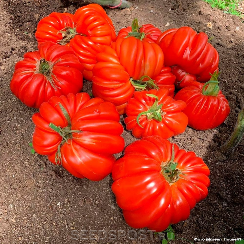 Семена нина томат семена из украины