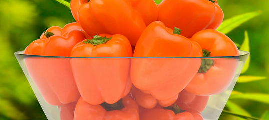 Перец сладкий Оранжевый мармелад, 5 шт., купить в интернет магазинеSeedspost.ru