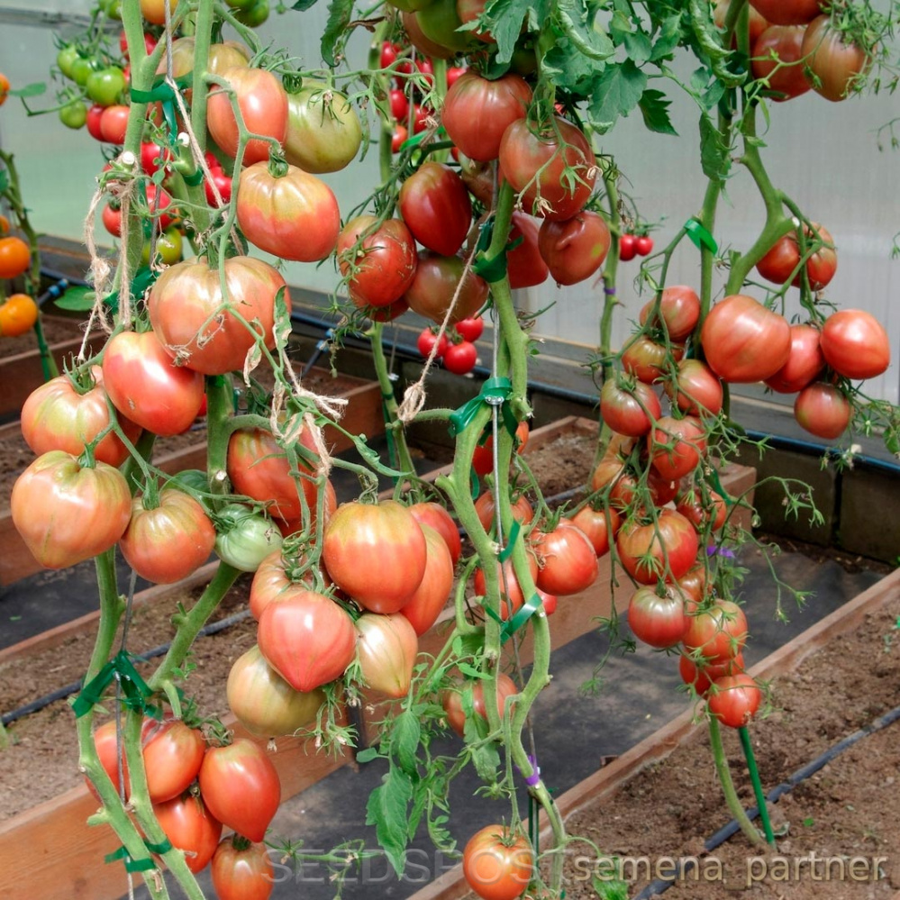 томат фиолетовое сердце характеристика и описание сорта фото отзывы урожайность