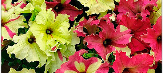 Петунья листья светлеют. Петуния лизетта. Петуния грандифлора софистика. Петуния капелла вайт. Петуния бледно зеленая.