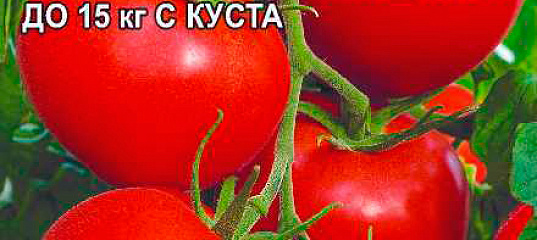 Семена томатов сердцеедка сеять лук семенами