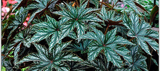 Бегония гибридная Грифон F1, 3 мультидраже Platinum Black, купить в ...