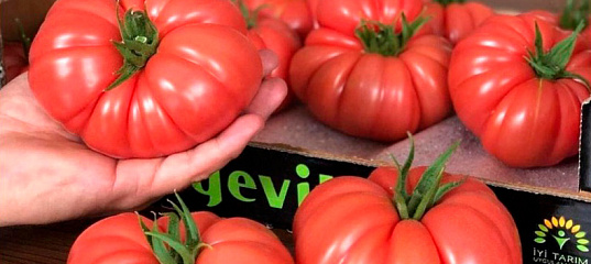 Помидоры кою. Томаты производитель юксель тахум турция. Томат пинк кой f1. Томат пинк кой f1. Томат пинк кой.