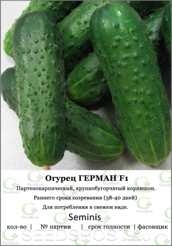Огурец герман описание сорта фото отзывы