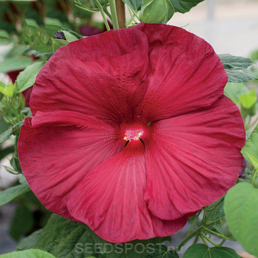 Гибискус болотный Ханимун Дип Ред, 3 шт. Floranova Элитные семена ...