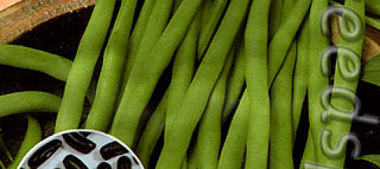 Фасоль овощная Черный опал, 20 шт. Авторские сорта и гибриды, купить винтернет магазине Seedspost.ru