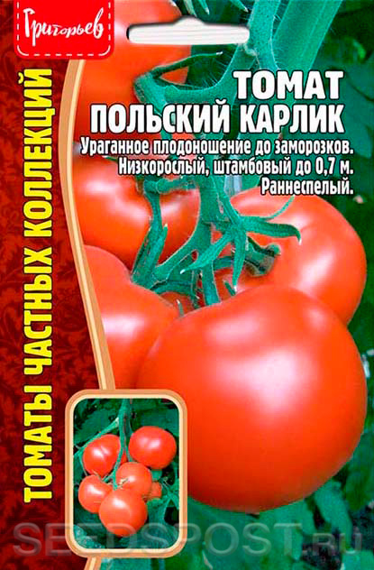 Томат Польский Карлик, 10 шт. Томаты Частных Коллекций, купить в интернет магазине Seedspost.ru
