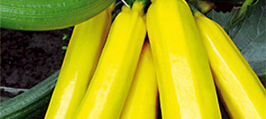 Кабачок цуккини Ананасный, 2 г, купить в интернет магазине Seedspost.ru