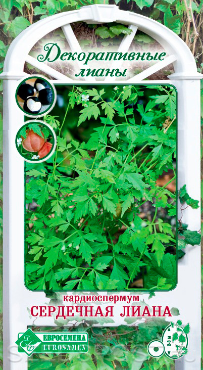 Кардиоспермум Сердечная лиана, 10 шт. Декоративные лианы, купить в интернет магазине Seedspost.ru