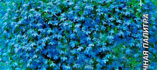 Лобелия хрустальный дворец фото - DelaDom.ru