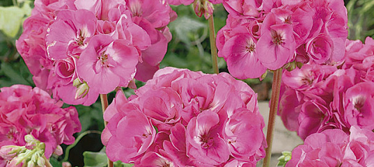 Пеларгония Рафаэлла Розовая F1, 5 шт. Farao , купить в интернет ...