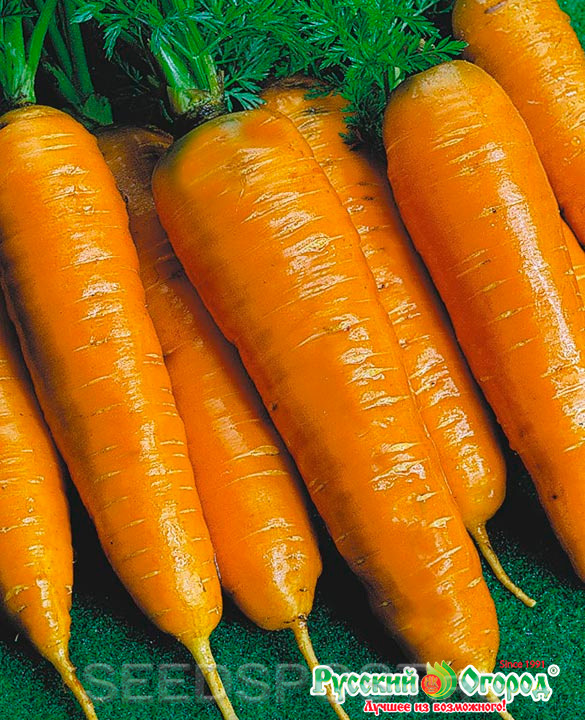 Морковь про 2024 года. Семена. Морковь "Тушон". Морковь сорт Тушон. Морковь Тушон 2гр/20.