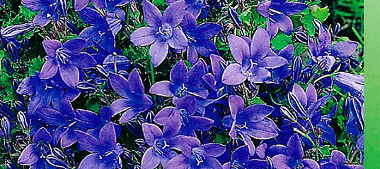 Onaning dostining dosti bilan jinsiy aloqa