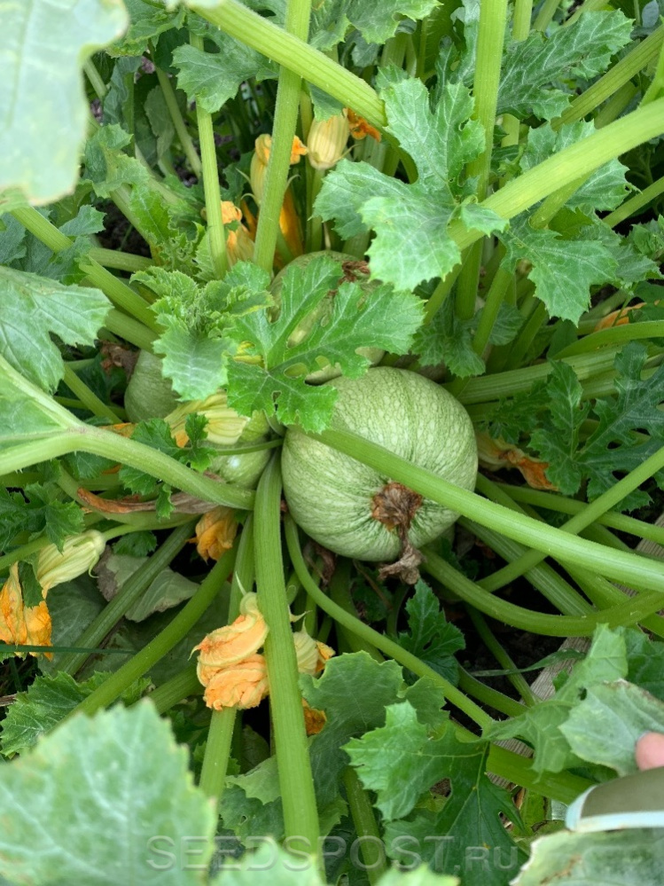 тыква кустовая веселые ребята. тыква без семян. гавриш тыква крупноплодная. тыква веселые ребята описание сорта фото отзывы.