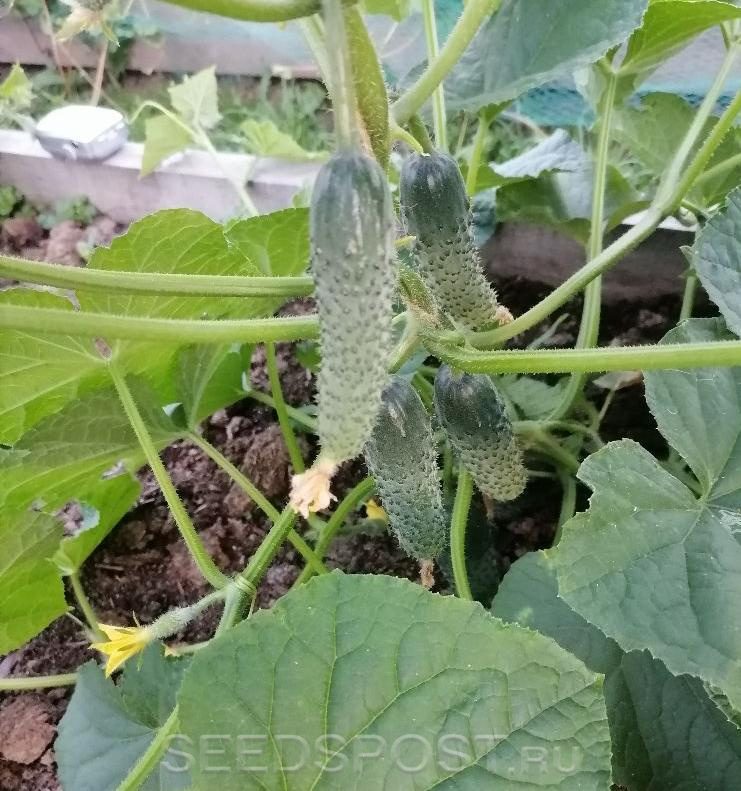 Купить семена Огурец Северин F1 с доставкой по РБ - Интернет-магазин семян Mirag