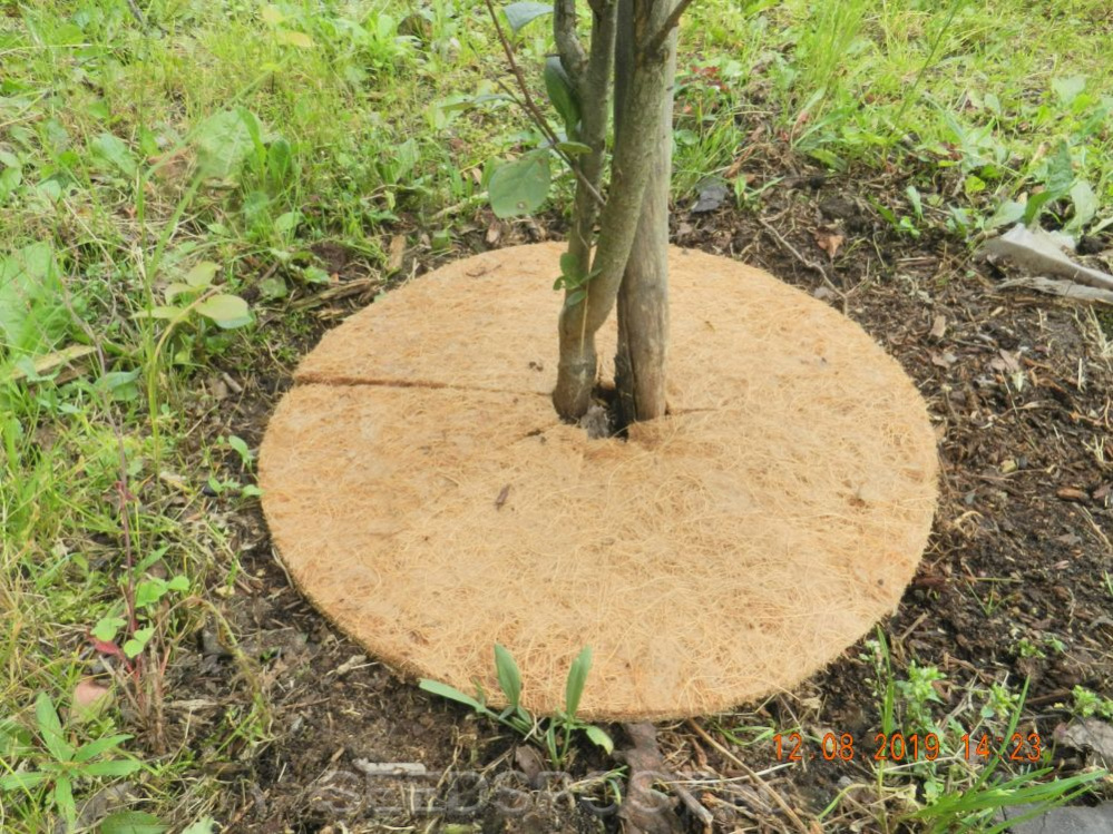Приствольный круг для деревьев купить. Приствольный круг мульча. Мульчирующий кокосовый круг приствольный. Приствольный круг Мульчаграм. Приствольный круг из кокосового волокна.