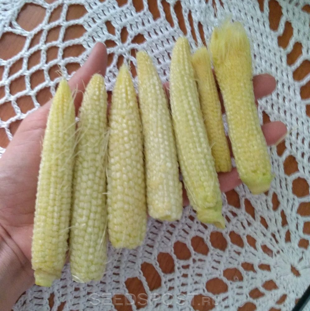 Кукуруза сладкая Миниголд, 10 шт., купить в интернет магазине Seedspost.ru