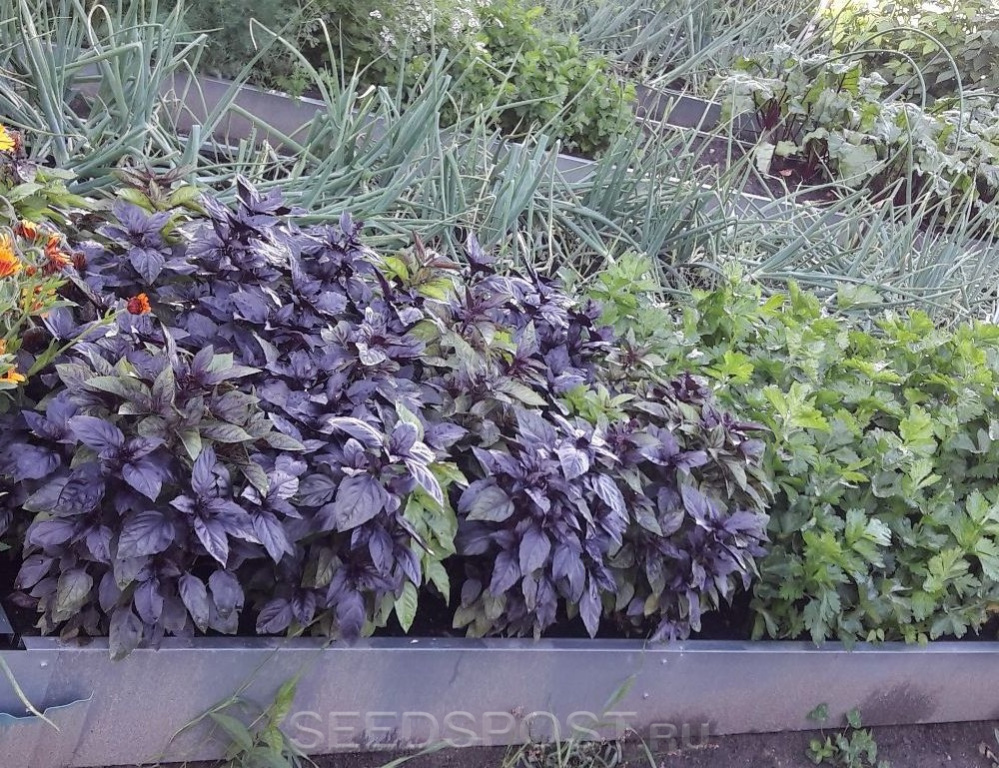 Базилик овощной Ереванский ®, 0,3 г, купить в интернет магазине Seedspost.ru