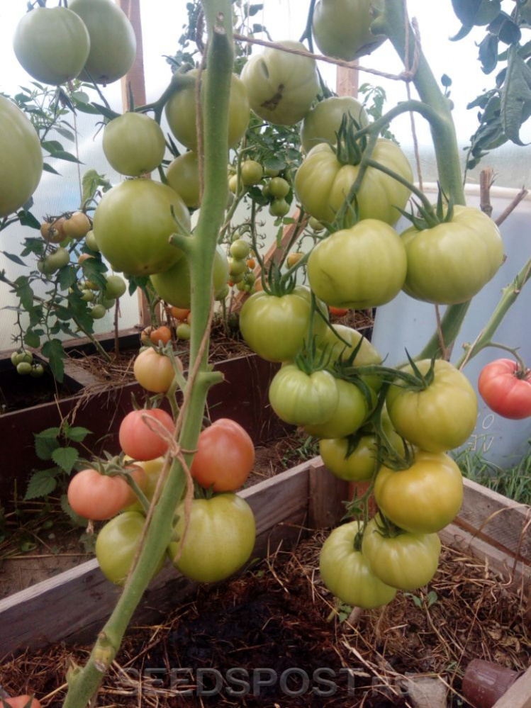томат бальзам f1 отзывы фото урожайность характеристика и отзывы