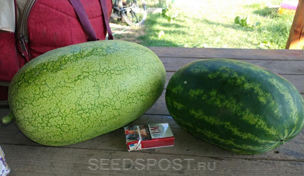 Арбуз Медовый Гигант Супер F1, 1 г, купить в интернет магазине Seedspost.ru