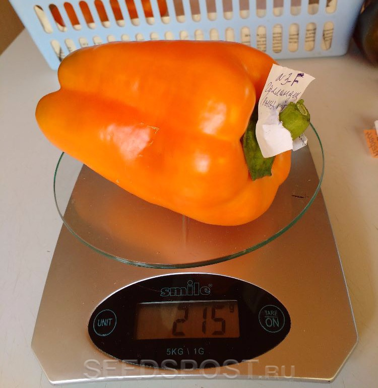 Семена перца рыжий кот. Толли сладкий итальянский перец сладкий. Перец сладкий оранжевое чудо f1. Перец сладкий рыжий хвост. Перец зятек f1 премиум сидс ц.